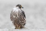 Peregrine - Slechtvalk - Falco peregrinus