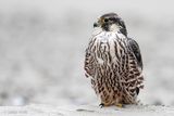 Peregrine - Slechtvalk - Falco peregrinus