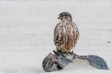 Merlin - Smelleken - Falco columbarius