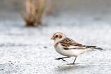 Snow Bunting - Sneeuwgors - Plectrophenax nivalis