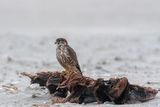 Merlin - Smelleken - Falco columbarius