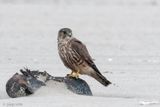 Merlin - Smelleken - Falco columbarius