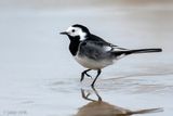 Pied Wagtail - Rouwkwikstaart - Motacilla alba yarrellii 
