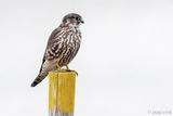 Merlin - Smelleken - Falco columbarius