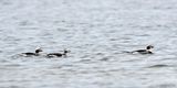 Long-tailed Duck - IJseend -  Clangula hyemalis
