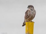 Merlin - Smelleken - Falco columbarius