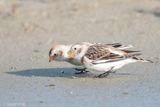Snow Bunting - Sneeuwgors - Plectrophenax nivalis