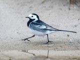 Pied Wagtail - Rouwkwikstaart - Motacilla alba yarrellii 