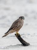 Merlin - Smelleken - Falco columbarius
