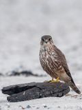 Merlin - Smelleken - Falco columbarius
