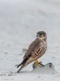 Merlin - Smelleken - Falco columbarius