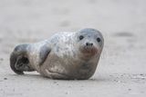 Gray Seal - Grijze Zeehond - Halichoerus grypus