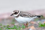 Netherlands, Terschelling, Ringed Plover, Bontbekblevier, Charadrius hiaticula, juvenile