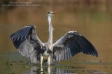 Ardea cinerea (common heron-airone cenerino)