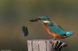 Alcedo atthis (kingfisher-martin pescatore)