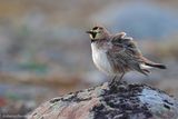 Eremophila alpestris (horned lark  - allodola golagialla)