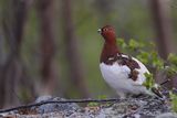 lagopus lagopus (willow ptarmigan - pernice bianca nordica)