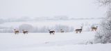 White-tailed deer on a foggy day.