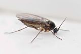 Dark-winged Fungus Gnat (female).