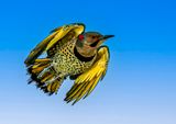 Male Yellow-shafted Northern Flicker. The background is replaced using Photoshops sky feature.