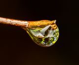A water droplet in a British Colmbia rain forest just after the rain stopped.