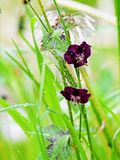 Geranium phaeum rjavordeča krvomočnica  DSC_2538x11052023pb