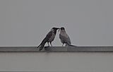 Hooded crow  siva  vrana  DSC_2237x13042023pb
