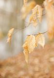 Last Seasons  Beech Leaves in Early Spring