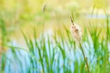 Cattail Marsh in Spring