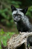 Silver Fox
