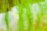 Cattail Pond in Early Summer