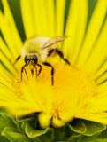 Bee Collecting Nectar