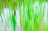 Cattail Pond in Summer