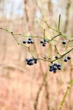  Black Currant Berries in Late Autumn