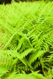 Hayscented Fern in Spring