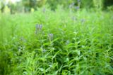 Blue Vervain in a Meadow