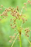 Bullrush Growing in a Meadow