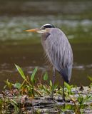 GBHE 3 Jan 2023 Wakulla Springs SP Wakulla Co FL GregDJackson-4.jpg