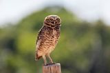 Burrowing Owl (Athene cunicularia)