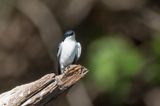 White-winged Swallow (Tachycineta albiventer)