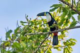 Channel-billed Toucan (Ramphastos vitellinus)