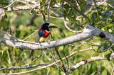 Red-necked Aracari (Pteroglossus bitorquatus)