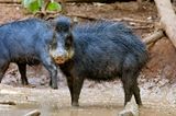 White-Lipped Peccary (Tayassu pecari)