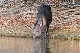 South American Tapir (Tapirus terrestris)