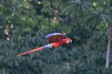 Scarlet Macaw (Ara macao)