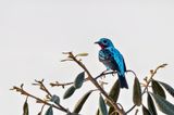 Spangled Cotinga (Cotinga cayana) -- male
