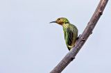 Purple Honeycreeper (Cyanerpes caeruleus) -- female