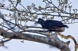 Amazonian Umbrellabird (Cephalopterus ornatus)