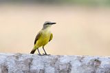 Cattle Tyrant (Machetornis rixosa)