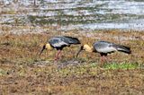 Buff-necked Ibis (Theristicus caudatus)